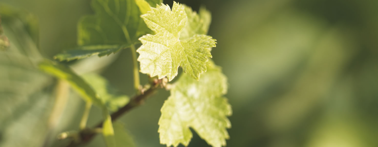 Le cycle de la vigne